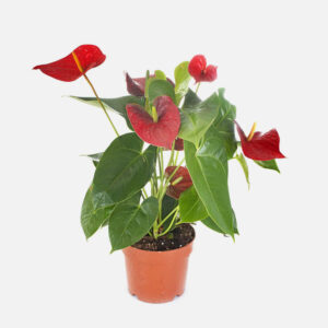 Anthurium Plant