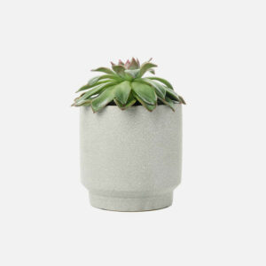 Succulent Plant
