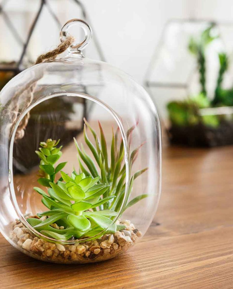 mini-gardens-in-florariums-green-interior-decor-co-VF73KZB-1.jpg mini-gardens-in-florariums-green-interior-decor-co-VF73KZB-1.jpg
